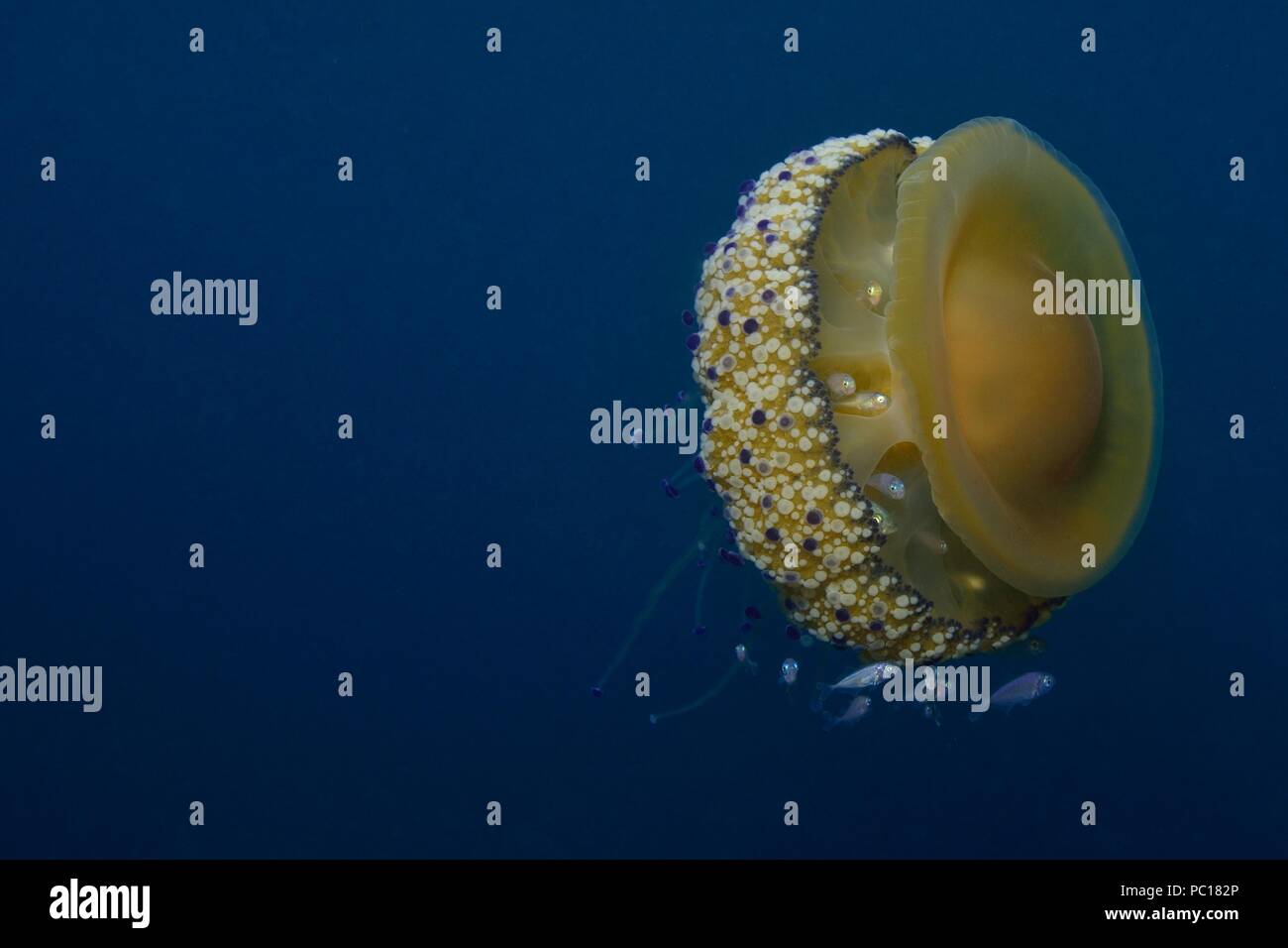 fried egg jellyfish, Spiegelei-Qualle, Cotylorhiza tuberculata, Symbiose mit juvenilen Trachurus sp., Tamariu, Costa Brava, mediterranean, Mittelmeer Stock Photo