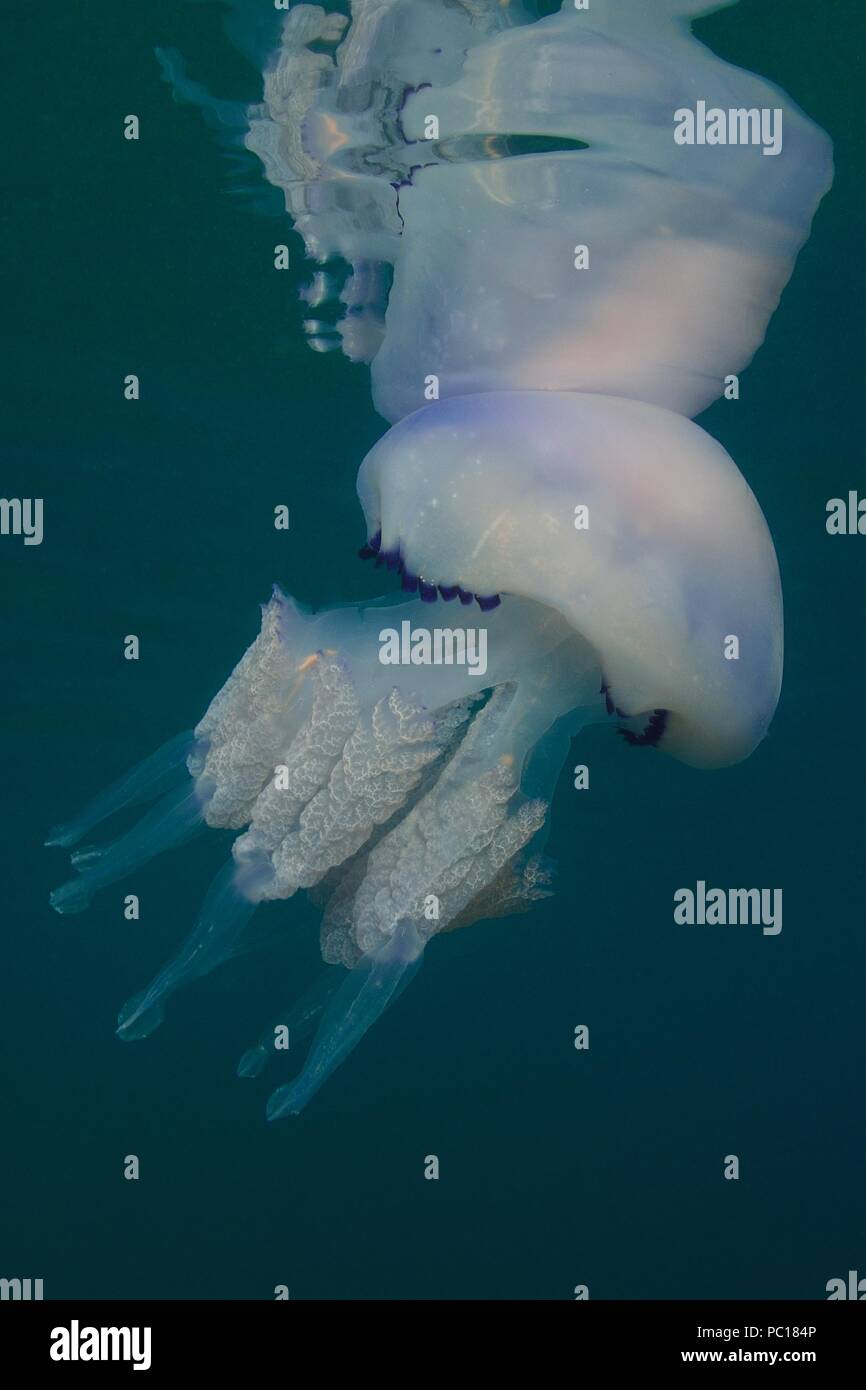 barrel jellyfish, Blumenkohlqualle, Lungenqualle, Rhizostoma pulmo, Tamariu, Costa Brava, spain, mediterranean, Spanien, Mittelmeer Stock Photo