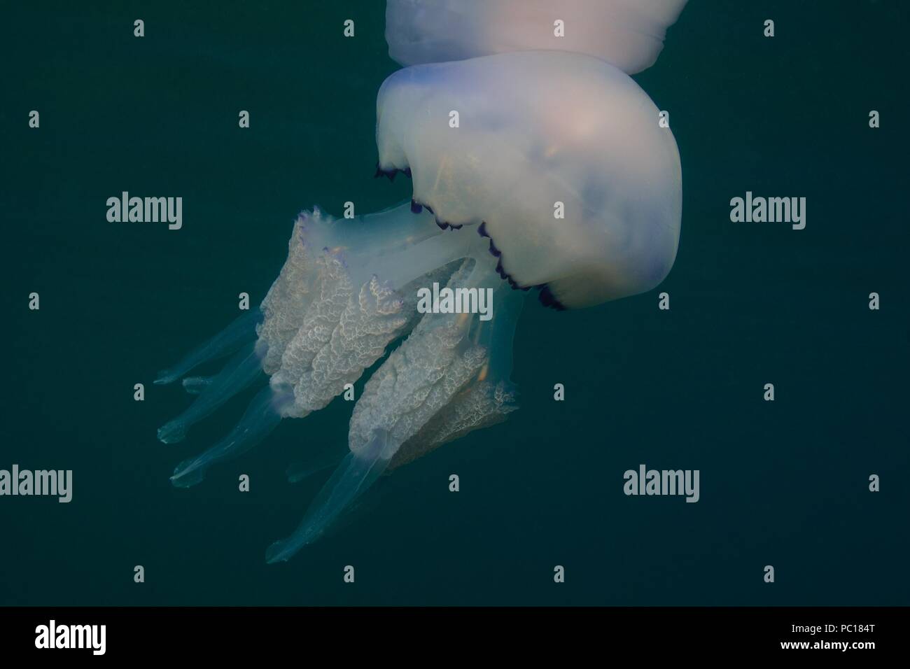 barrel jellyfish, Blumenkohlqualle, Lungenqualle, Rhizostoma pulmo, Tamariu, Costa Brava, spain, mediterranean, Spanien, Mittelmeer Stock Photo