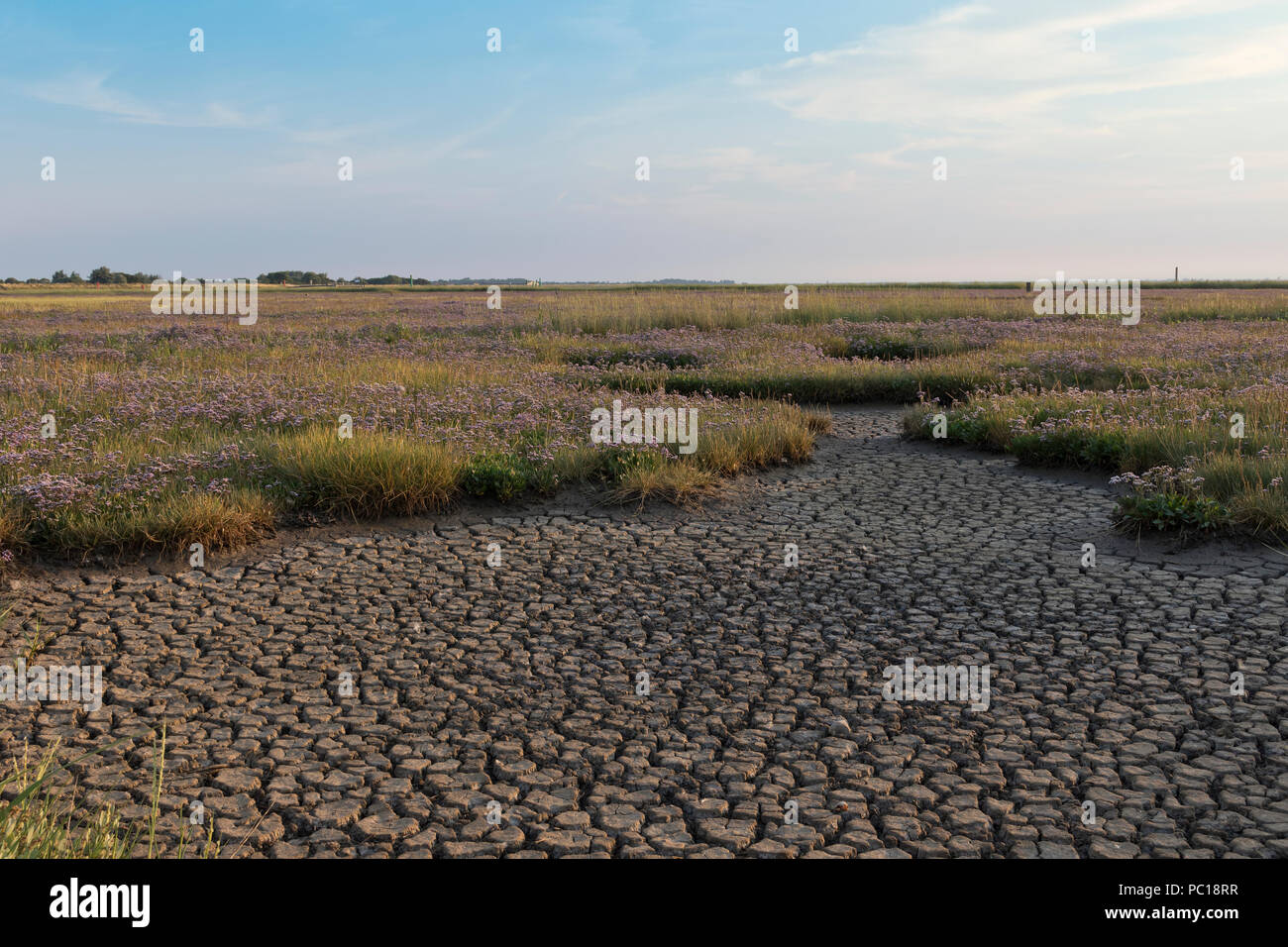 Sea Lavender on dry, parched marsh flats at Breydon Water, Great