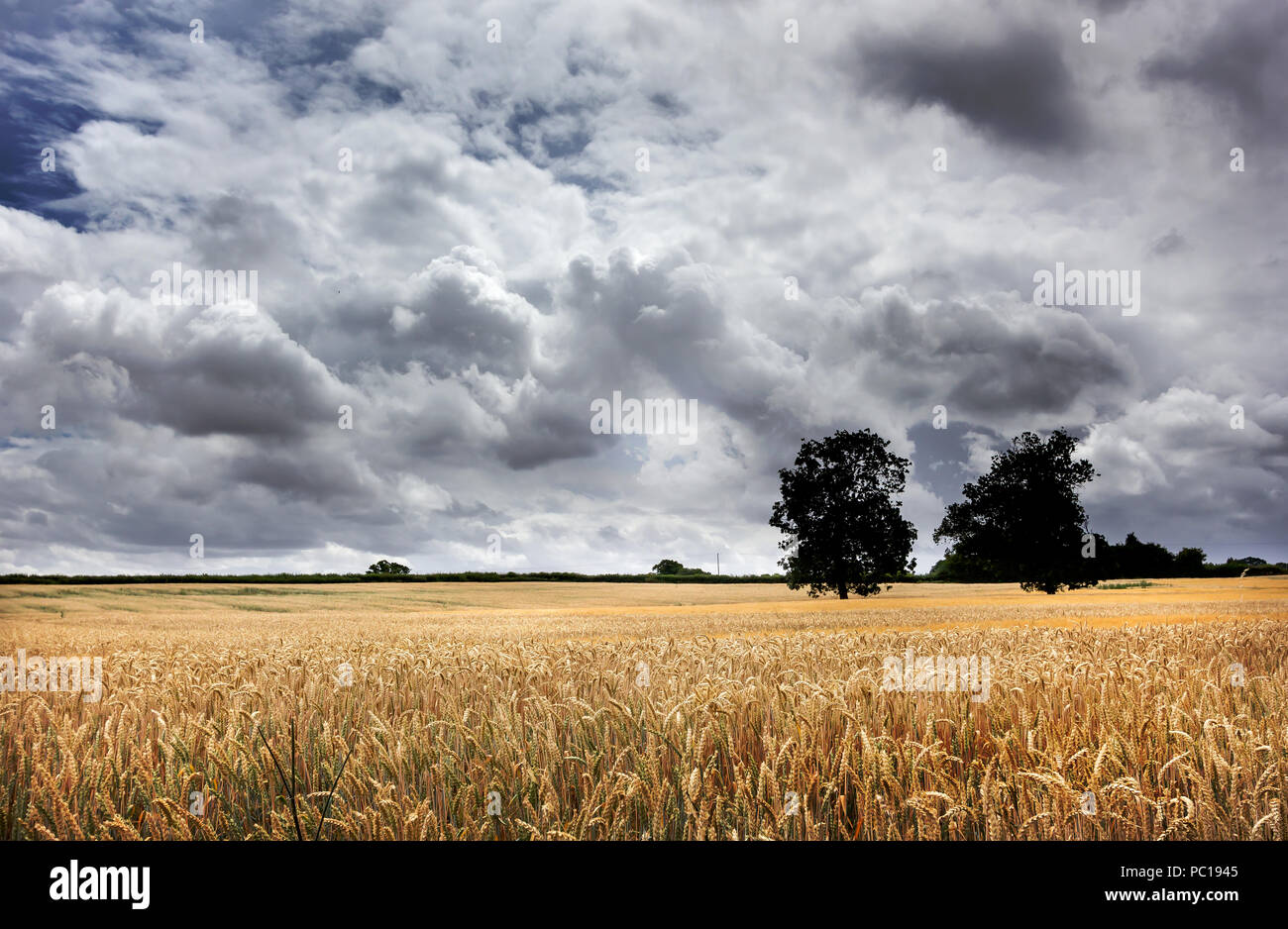 Wheat fields of rural England, before the storms. Stock Photo