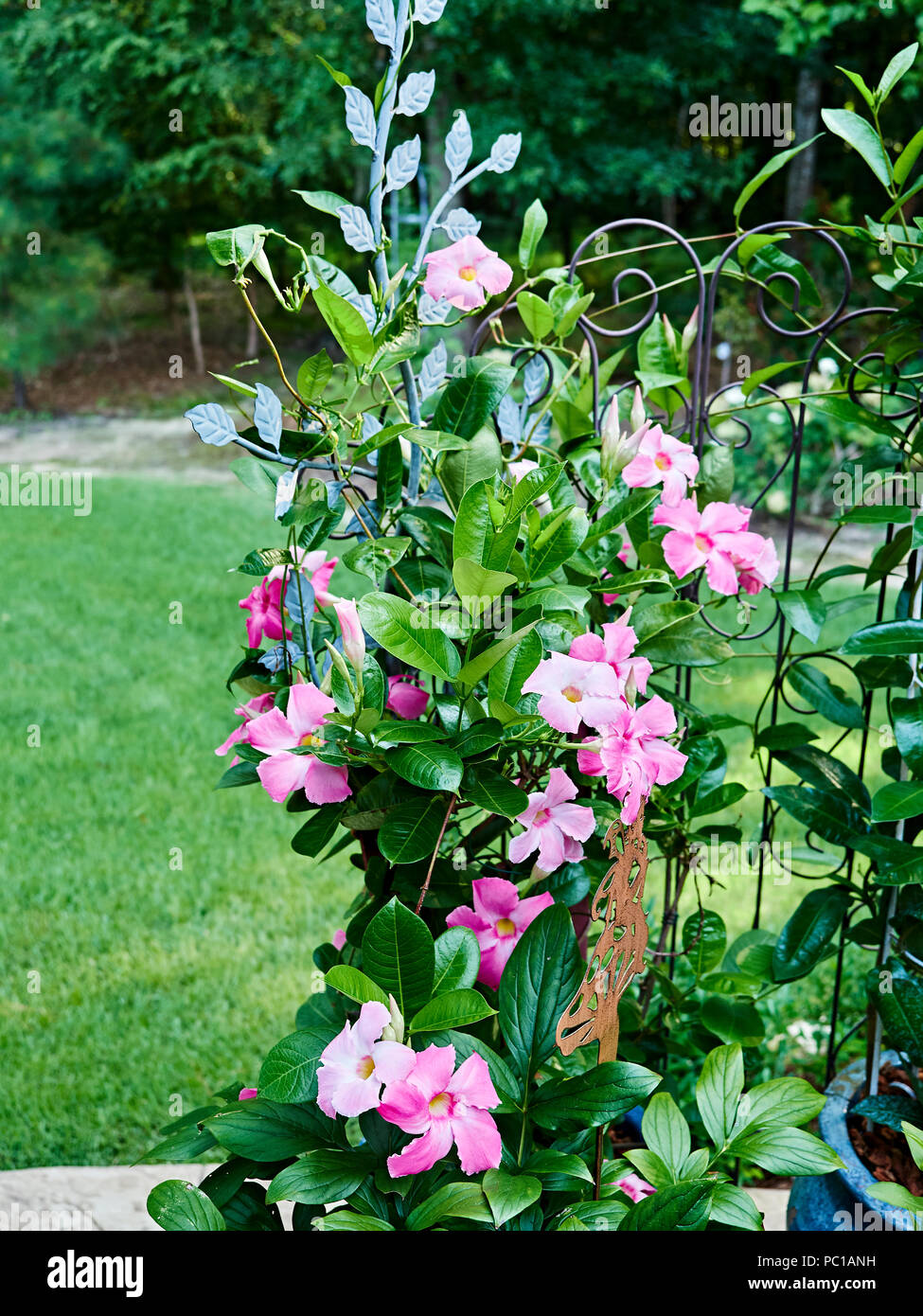 Pink Mandevilla flowering vine belonging to the dogbane family, Apocynaceae, with a common name of rock trumpet growing in a patio garden. Stock Photo