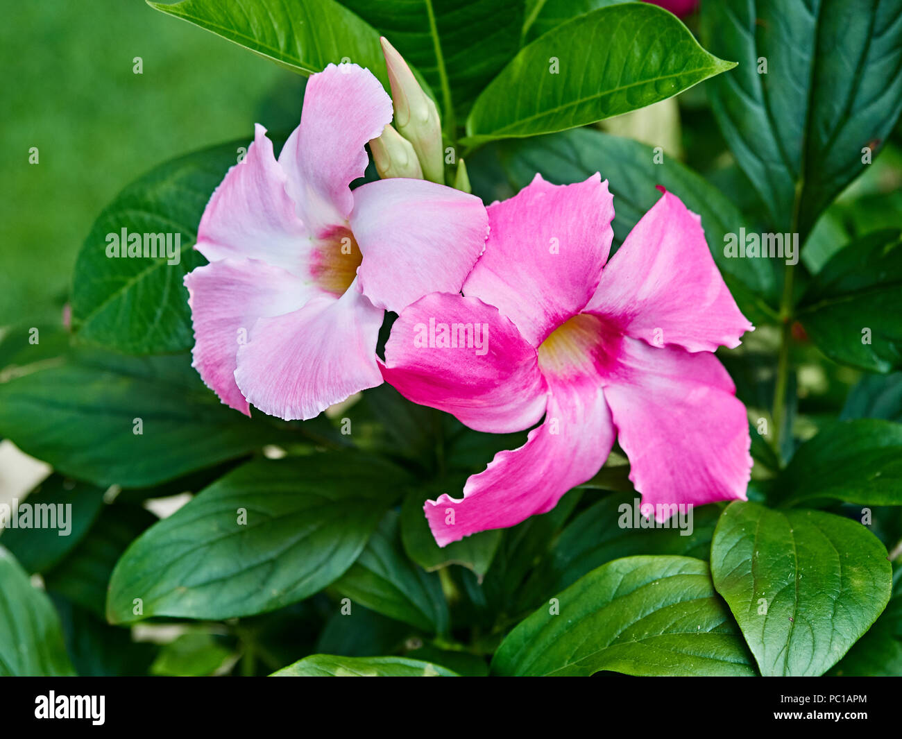 Pink Mandevilla flowering vine flowers belonging to the dogbane family, Apocynaceae, with a common name of rock trumpet growing in a patio garden. Stock Photo