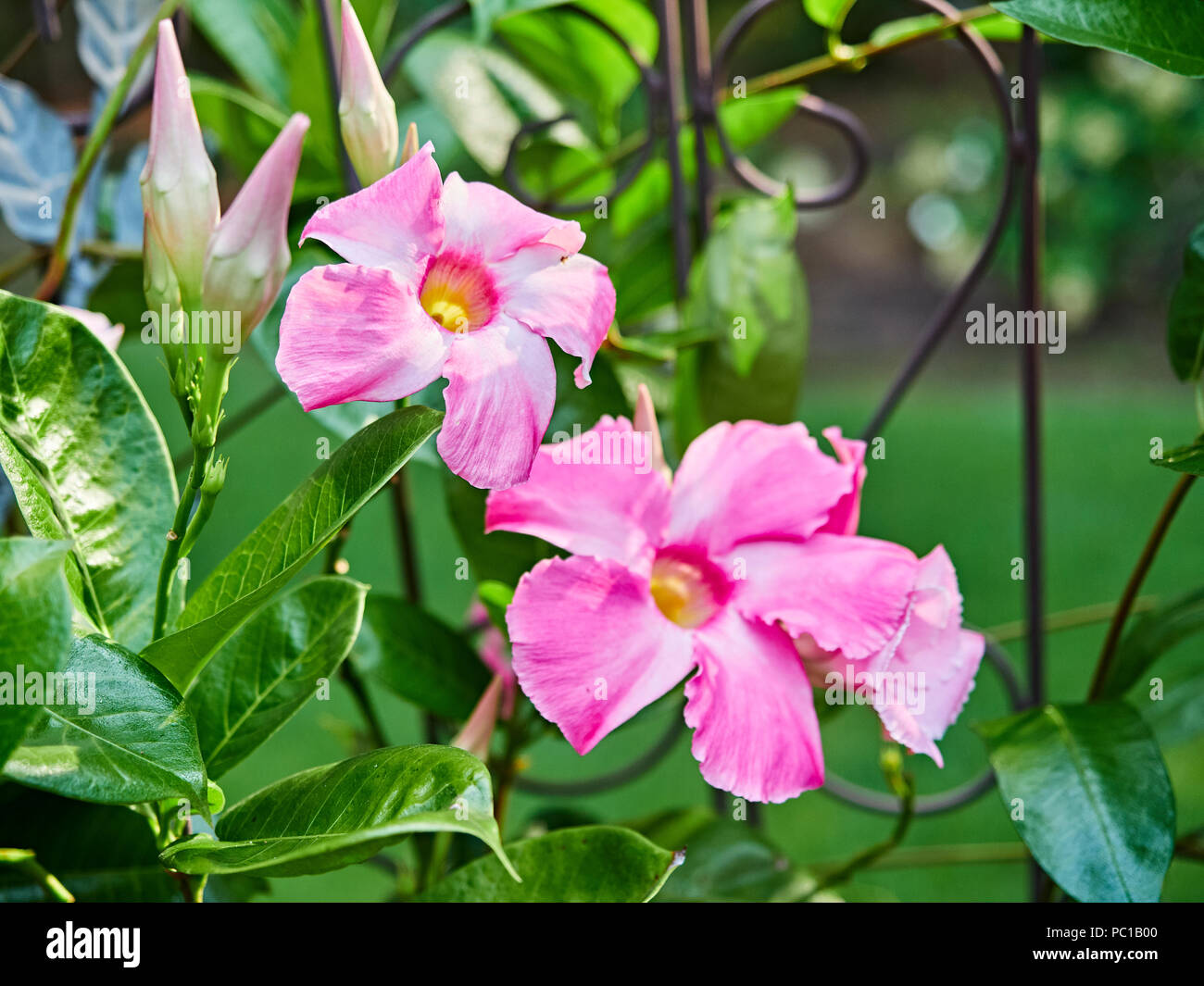 Pink Mandevilla flowering vine flowers belonging to the dogbane family, Apocynaceae, with a common name of rock trumpet growing in a patio garden. Stock Photo