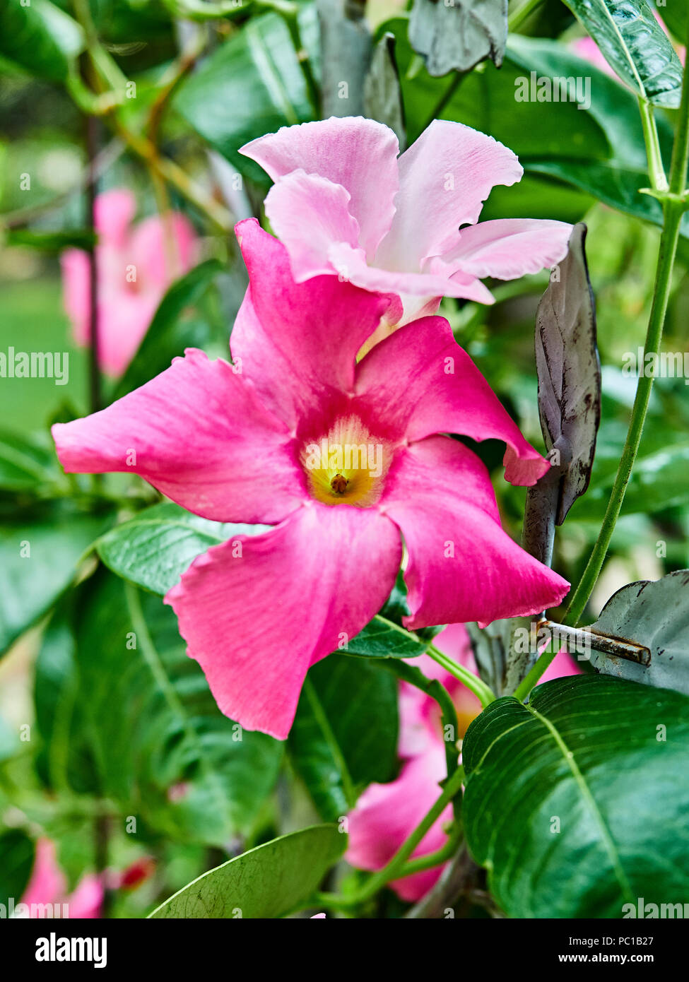 Pink Mandevilla flowering vine flowers belonging to the dogbane family, Apocynaceae, with a common name of rock trumpet growing in a patio garden. Stock Photo