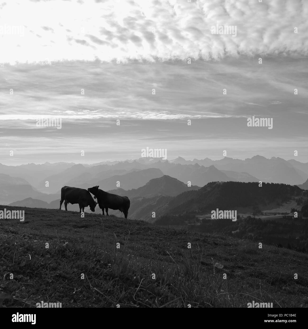 Summer morning in the Swiss Alps. Two cows on top of mount Rigi and mountain ranges. Stock Photo