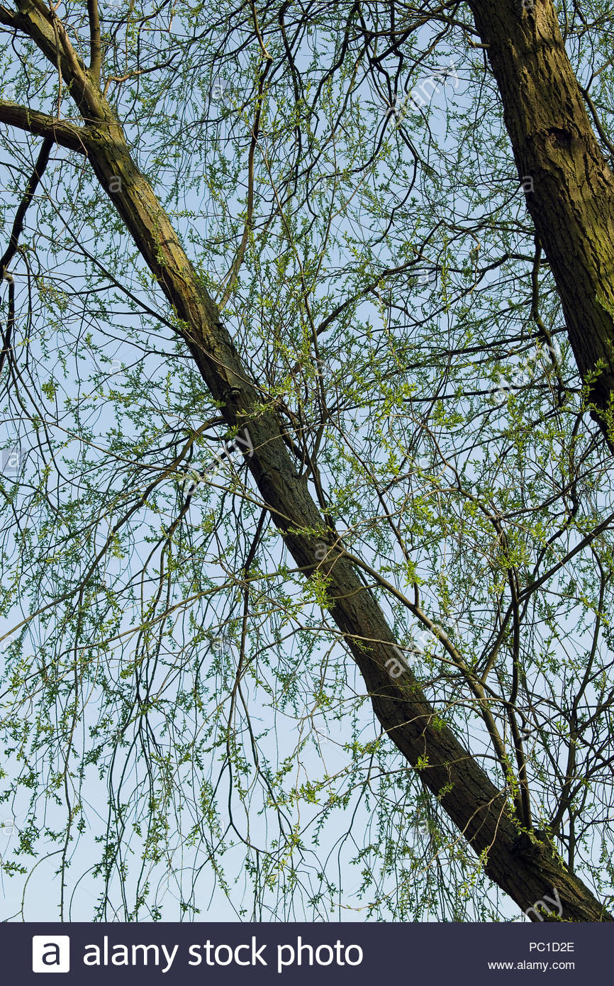 Drooping Branches Stock Photos & Drooping Branches Stock Images Alamy