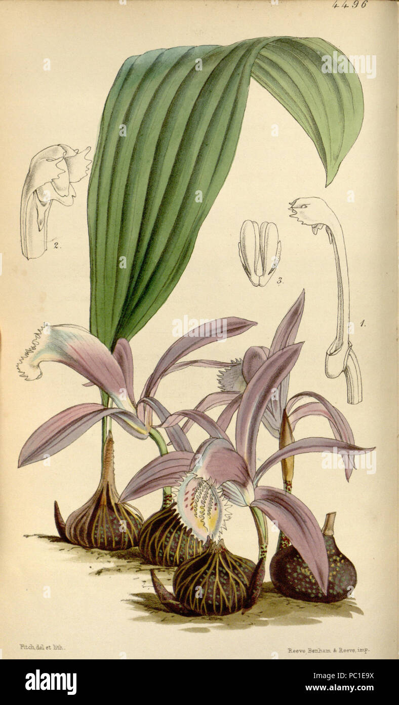 489 Pleione praecox (as Coelogyne wallichiana or Coelogyne wallichii) - Curtis' 76 (Ser. 3 no. 6) pl. 4496 (1850) Stock Photo