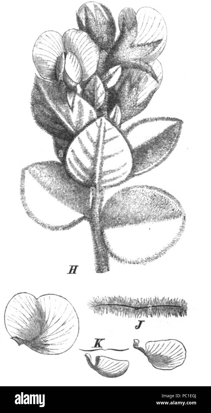 489 Podalyria cordata Taub104d Stock Photo