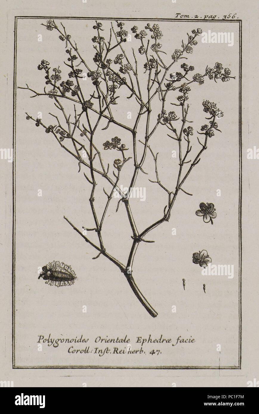 491 Polygonoides Orientale Ephedrae facie Coroll Inst Rei herb 47 - Tournefort Joseph Pitton De - 1717 Stock Photo