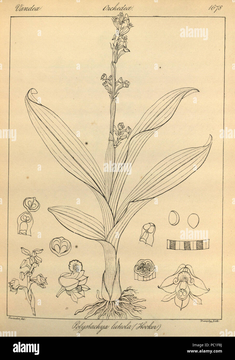491 Polystachya concreta (as Polystachya luteola)-Icones plantarum Indiae Orientalis tab.1678 (1852) Stock Photo