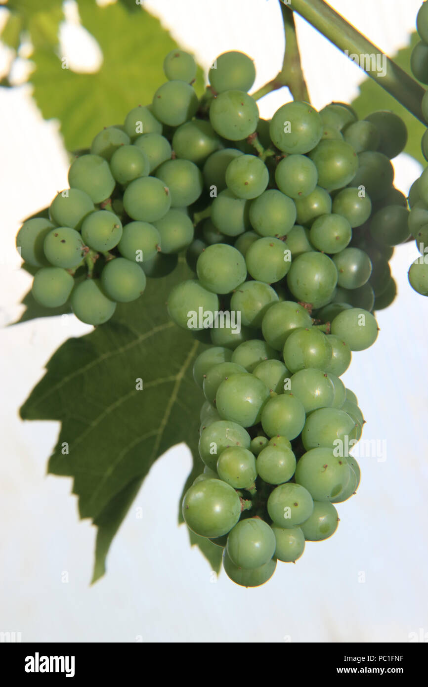 wine grapes growing on a vine in a greenhouse vitis vinifera Stock Photo