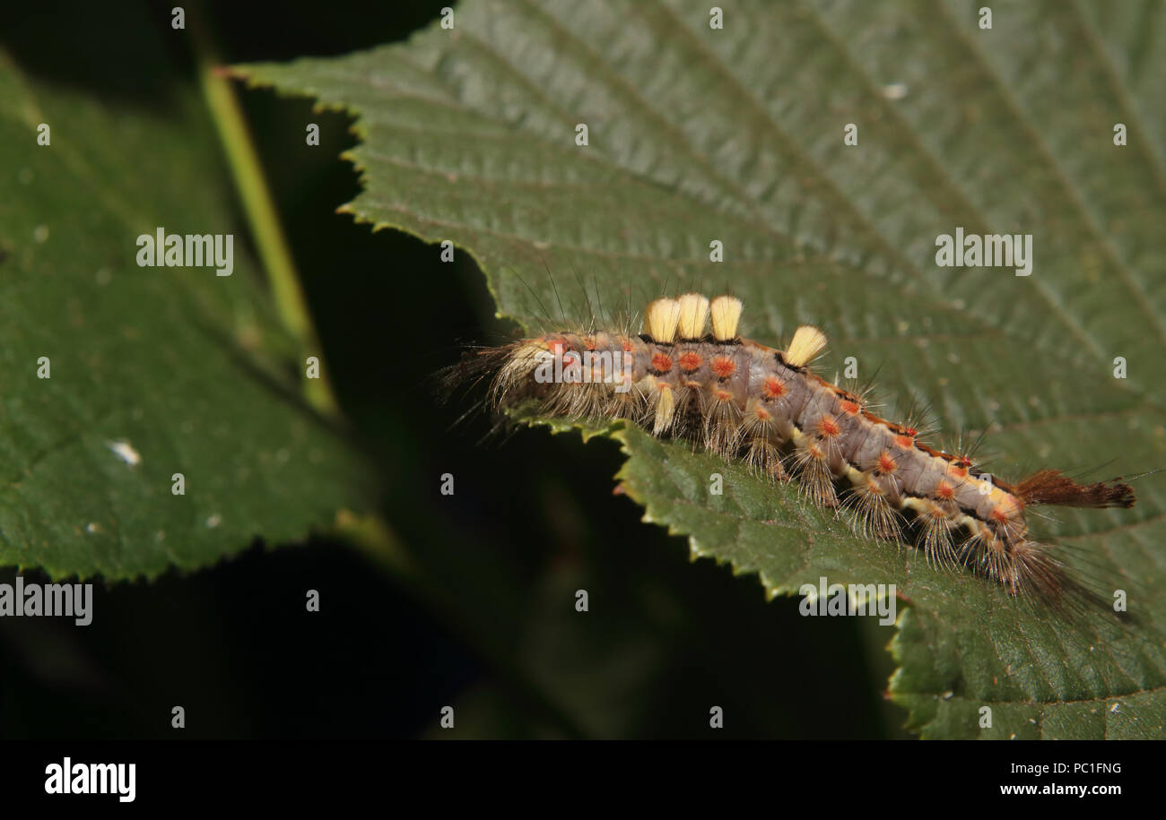 vapourer or rusty tussock moth caterpillar eating hazelnut leaf Orgyia antiqua Corylus avellana Stock Photo