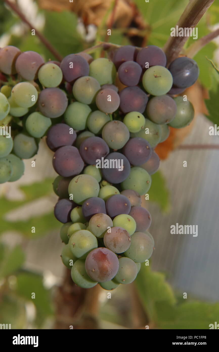 wine grapes growing on a vine in a greenhouse vitis vinifera Stock Photo