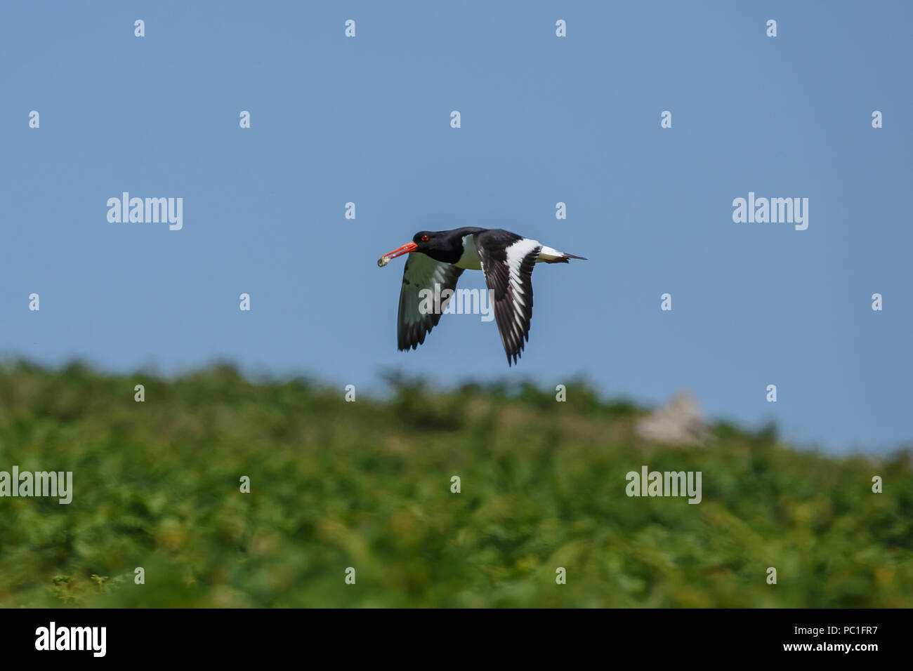 The Eurasian oystercatcher also known as the common pied oystercatcher