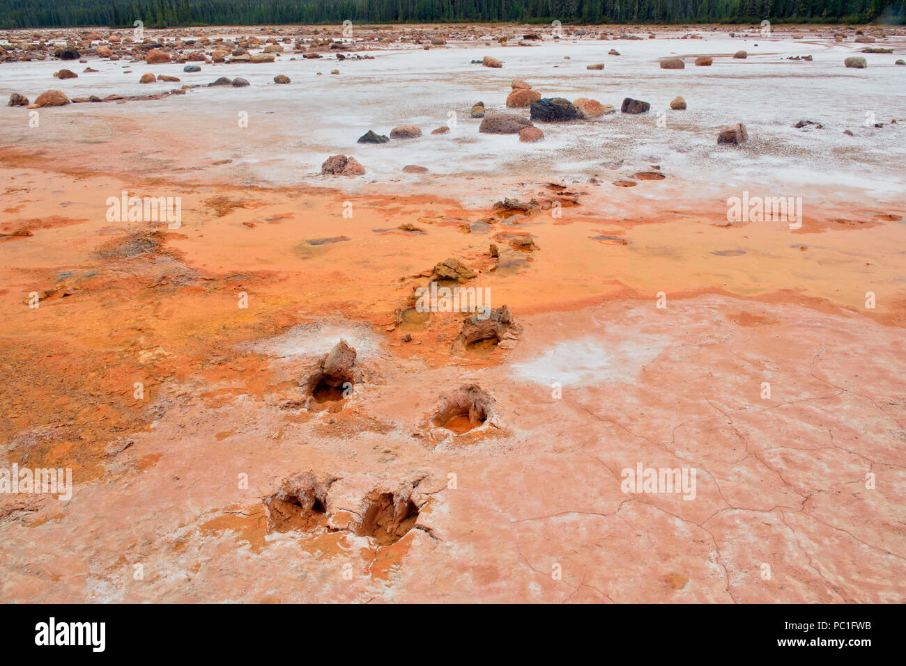 Salt flats at Grosbeak Lake- with bison tracks, Wood Buffalo National Park, Alberta, Canada Stock Photo