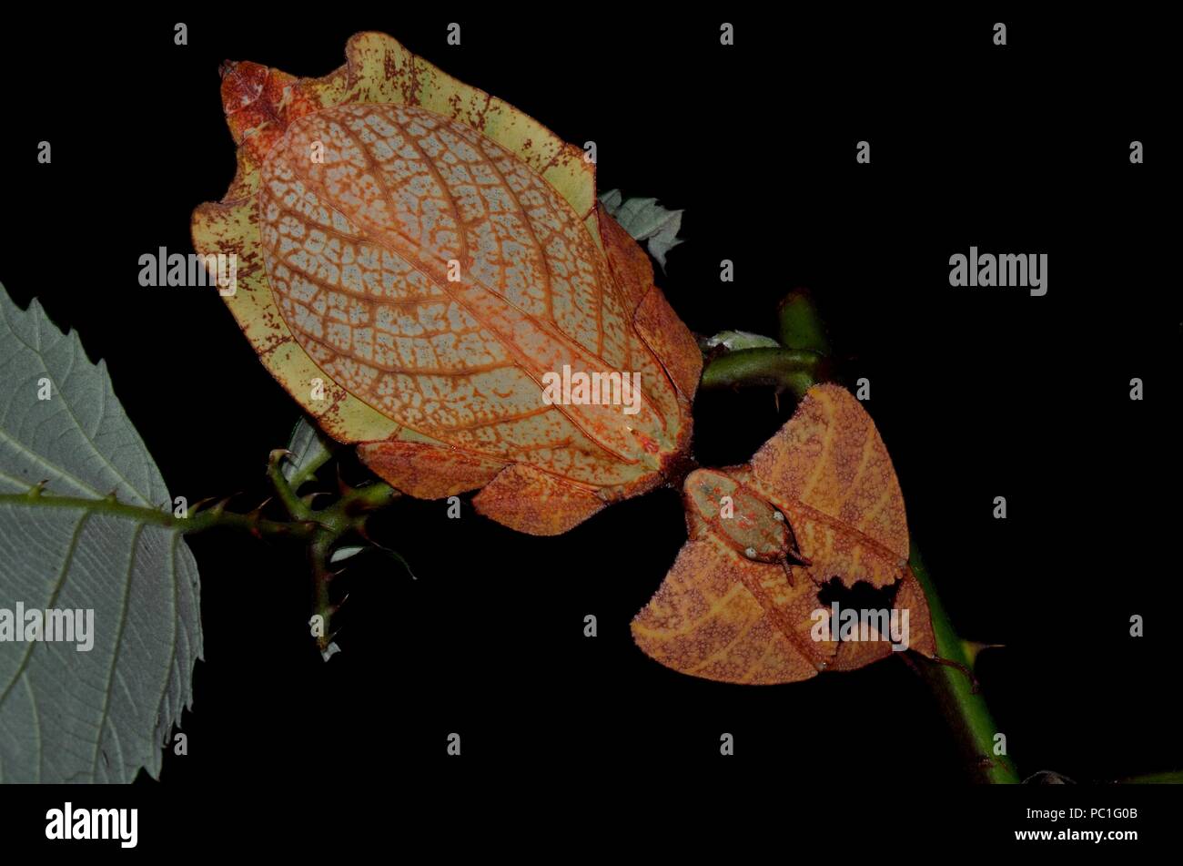 Phyllium celebicum, walkig leaf, Wandelndes Blatt Stock Photo