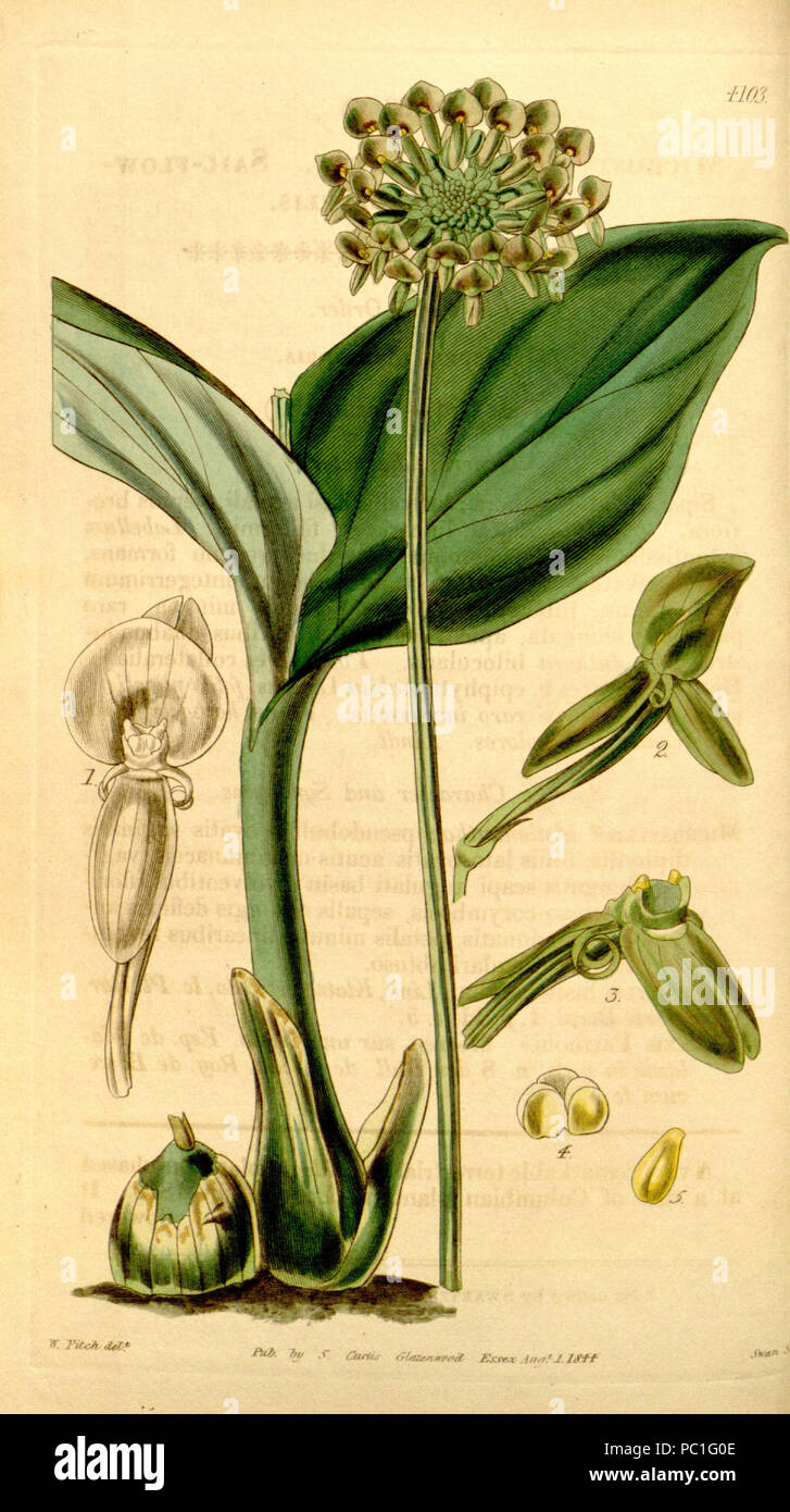389 Malaxis histionantha (as Microstylis histionantha) - Curtis' 70 (N.S. 17) pl. 4103 (1844) Stock Photo