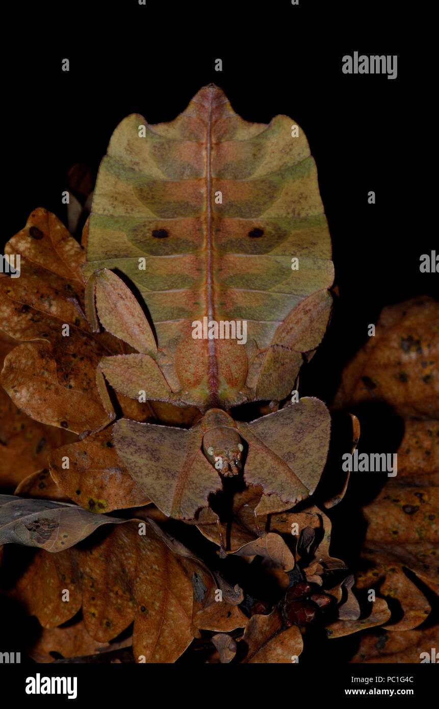 Phyllium celebicum, walkig leaf, Wandelndes Blatt Stock Photo