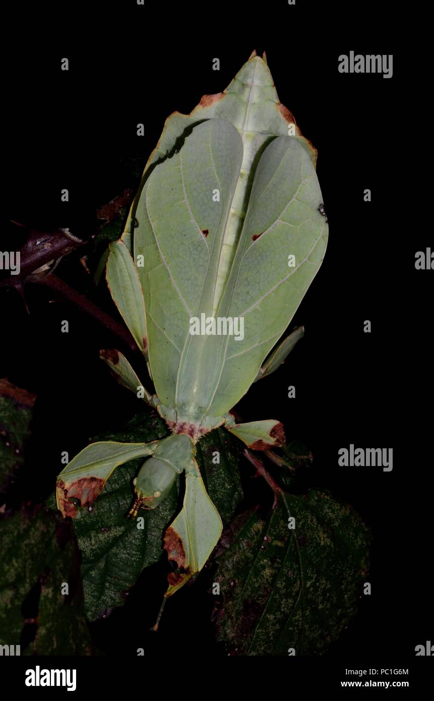 Phyllium mabantai, walkig leaf, Wandelndes Blatt Stock Photo