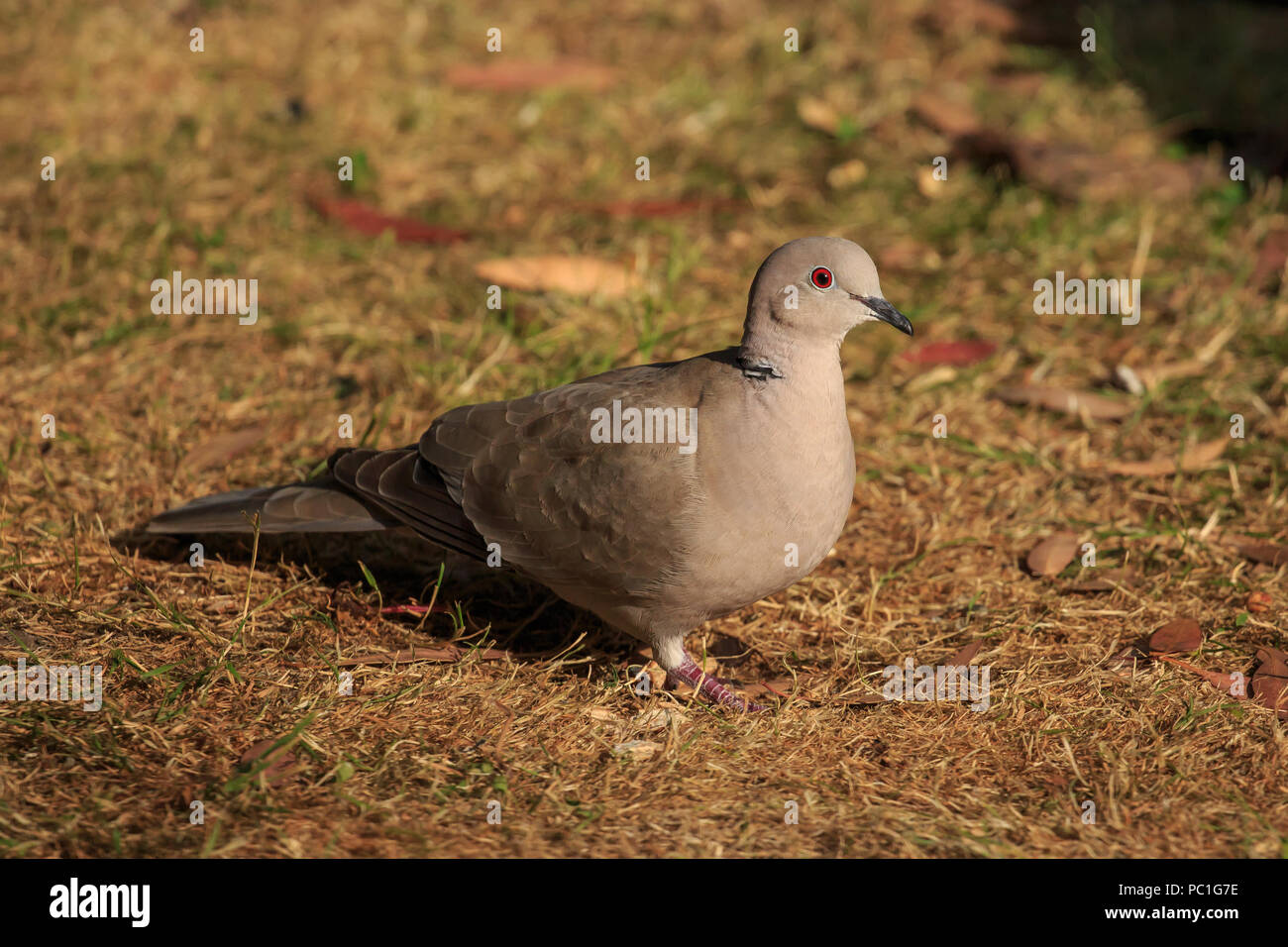 Perches Doves Bob Wires Fantails High Flyers Tumblers Trap And Board For Pigeons Bird Supplies