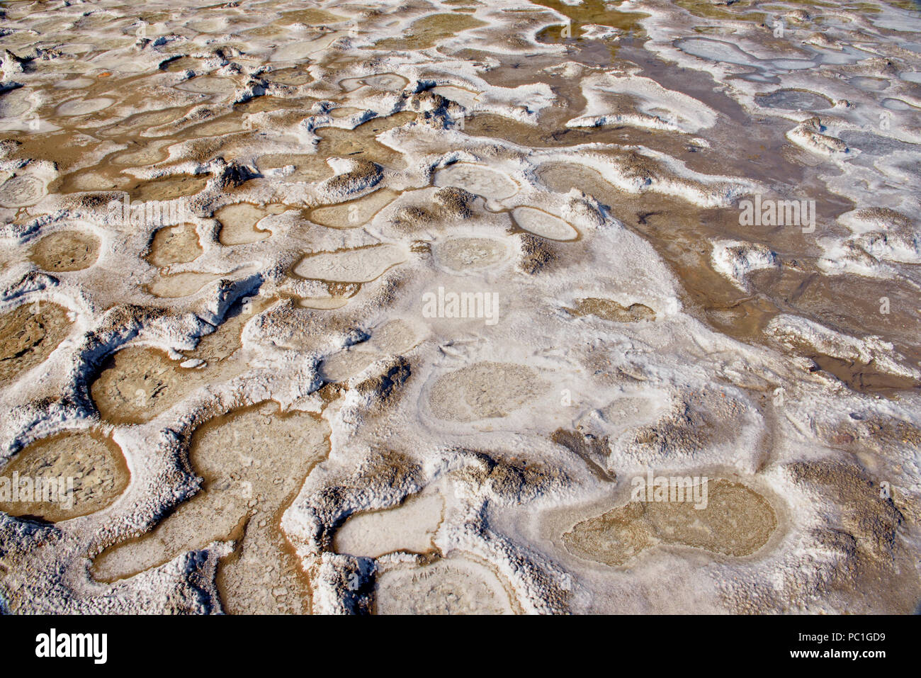 Salt formations in a wet seep at the Salt Plains, Wood Buffalo National Park , Northwest Territories, Canada Stock Photo