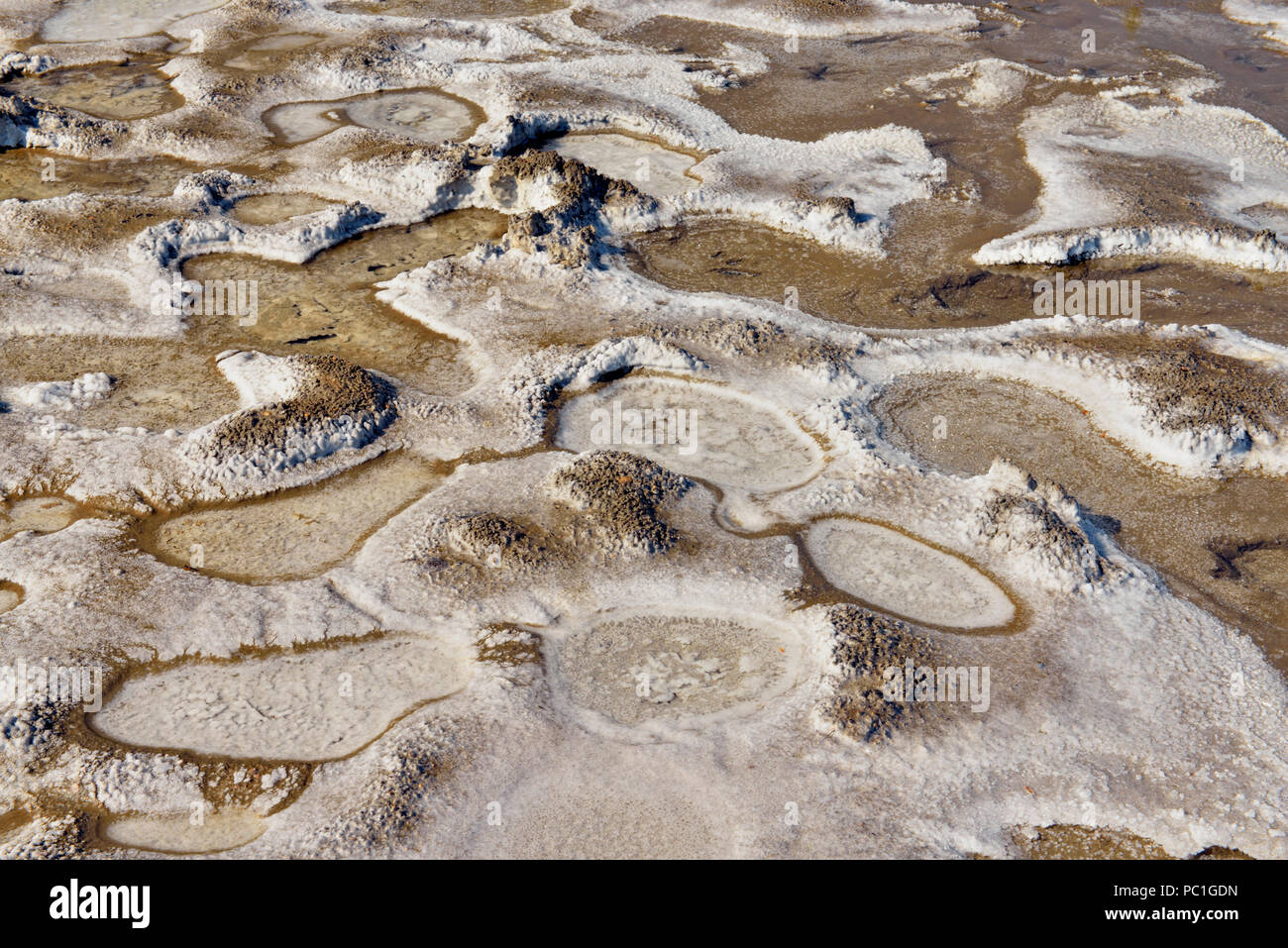 Salt formations in a wet seep at the Salt Plains, Wood Buffalo National Park , Northwest Territories, Canada Stock Photo