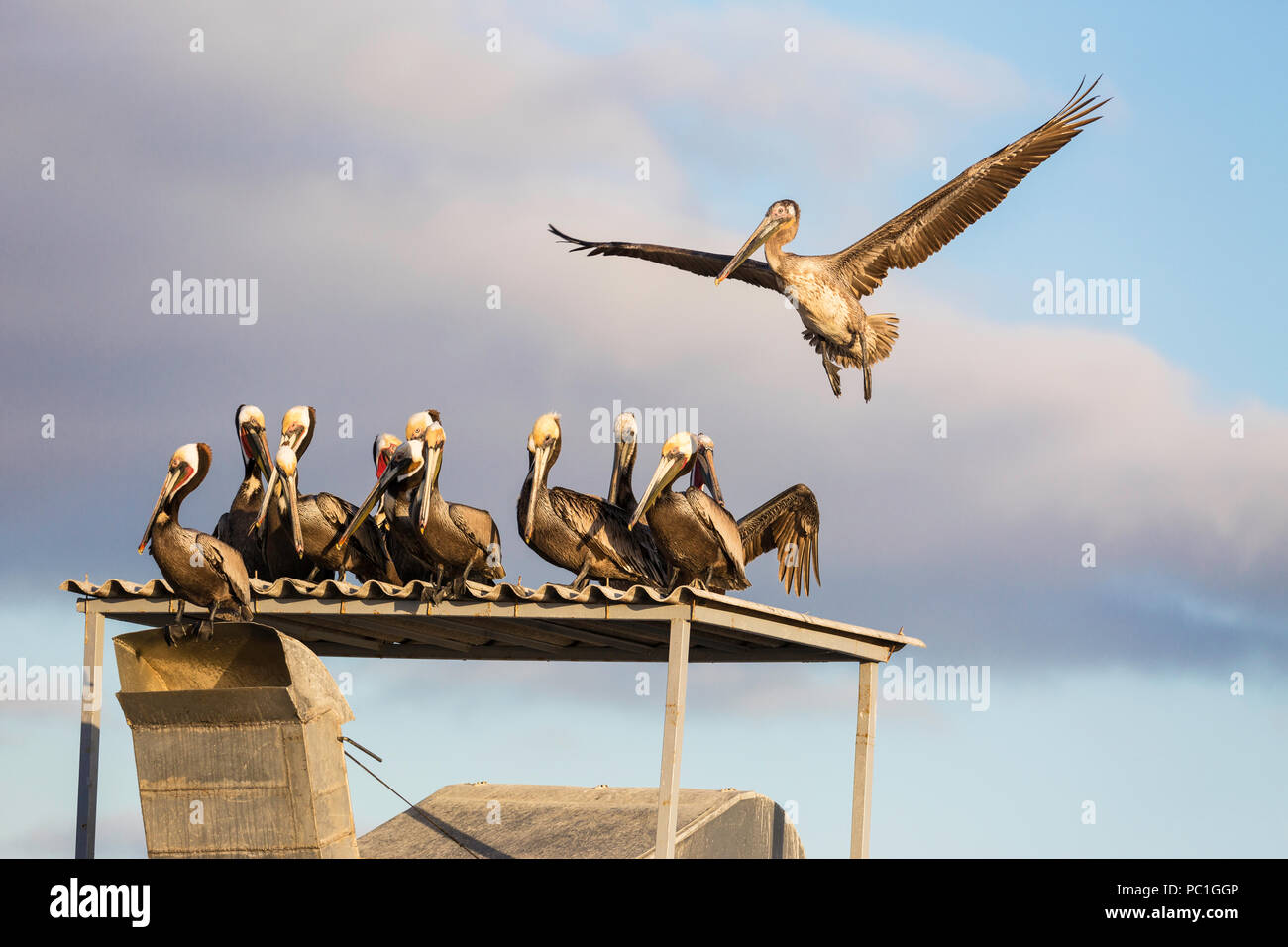 Brown pelicans, Pelecanus occidentalis, on fishing boat, San Carlos, BCS, Mexico. Stock Photo