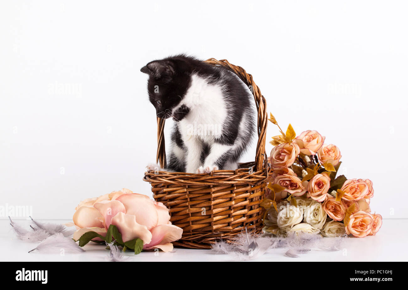 Cute little kitten in basket with flowers Stock Photo - Alamy
