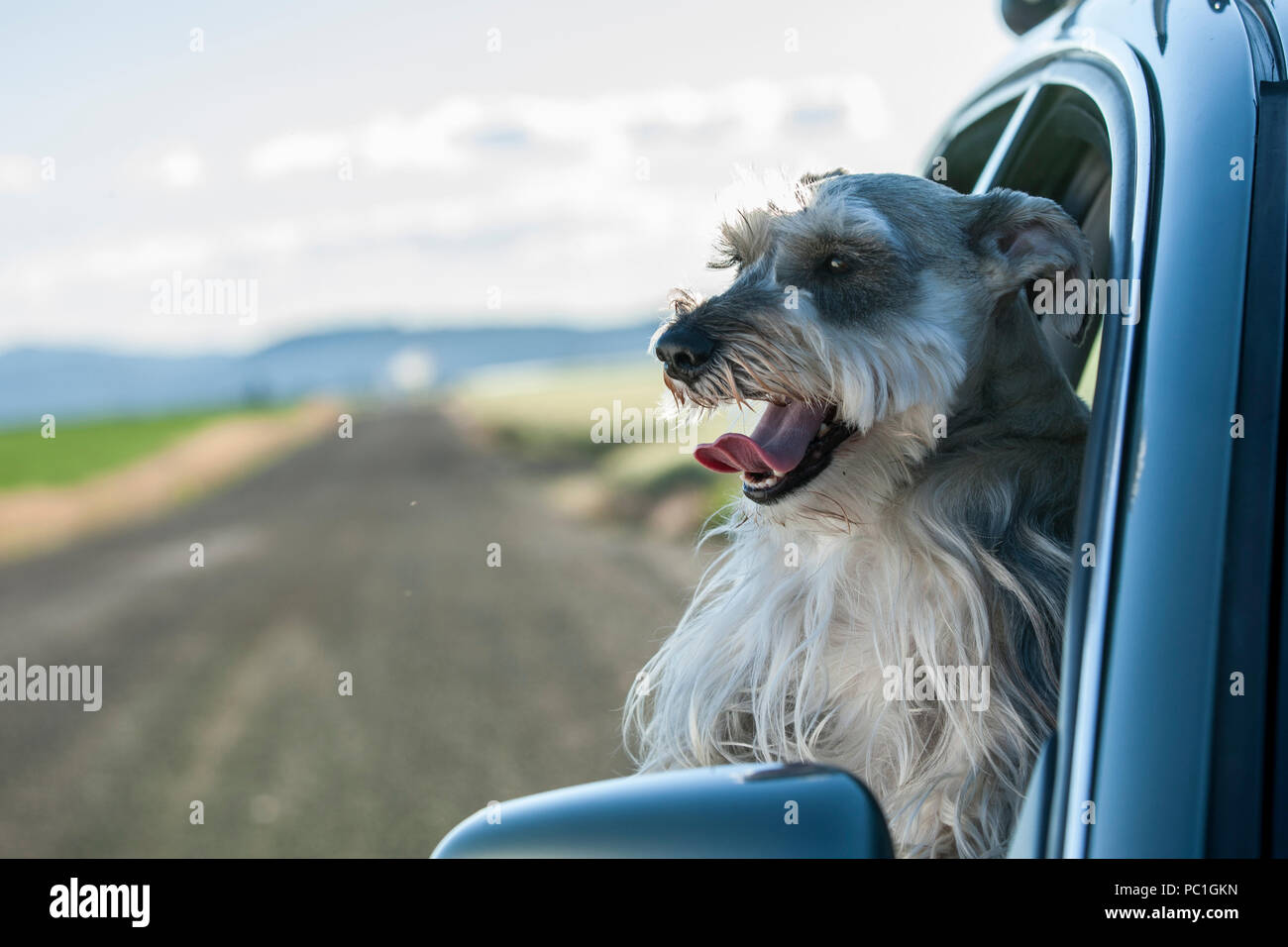 A Miniature Schnauzer Sticks His Head Out Of A Car Window In North