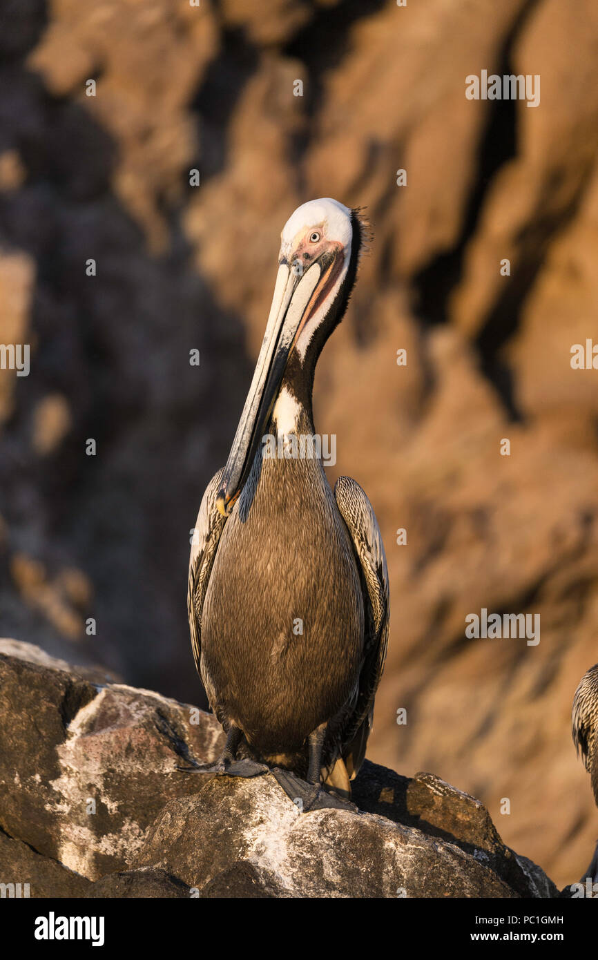 Brown pelican, Pelecanus occidentalis, in breeding plumage, Isla San Pedro Martir, Baja California, Mexico. Stock Photo
