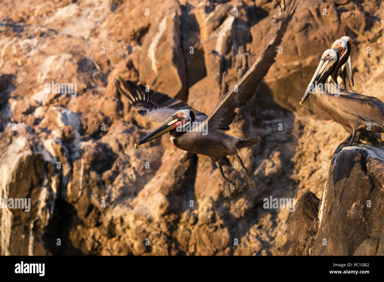 Brown pelicans, Pelecanus occidentalis, in breeding plumage, Isla San Pedro Martir, Baja California, Mexico. Stock Photo