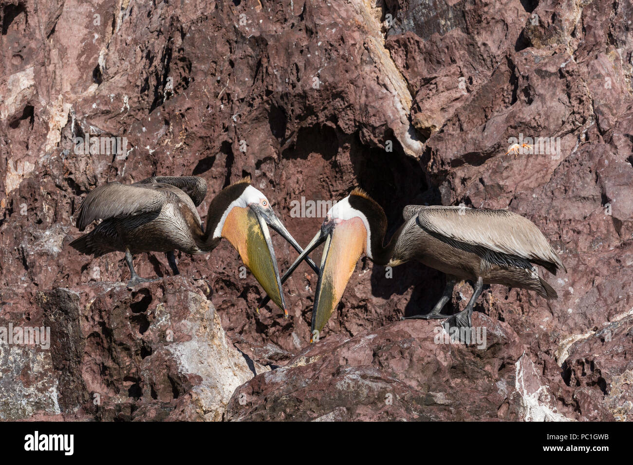 Brown pelicans, Pelecanus occidentalis, threat display, Isla San Pedro Martir, Baja California, Mexico. Stock Photo