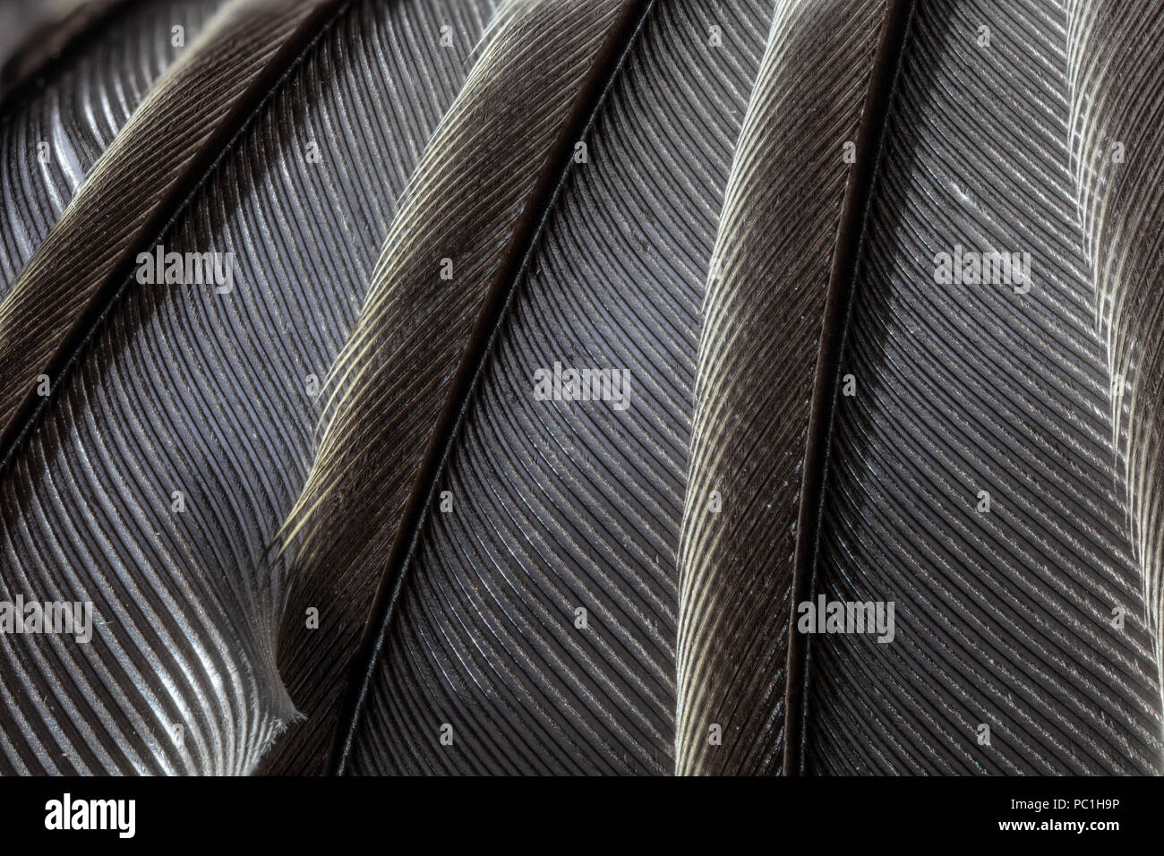 ECU Bird Wing Feathers Stock Photo