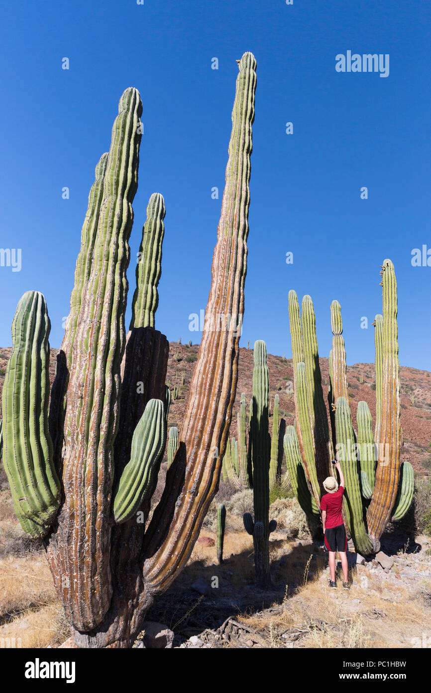 Photographer with Mexican giant cardon, Pachycereus pringlei, Isla San Esteban, Baja California, Mexico. Stock Photo