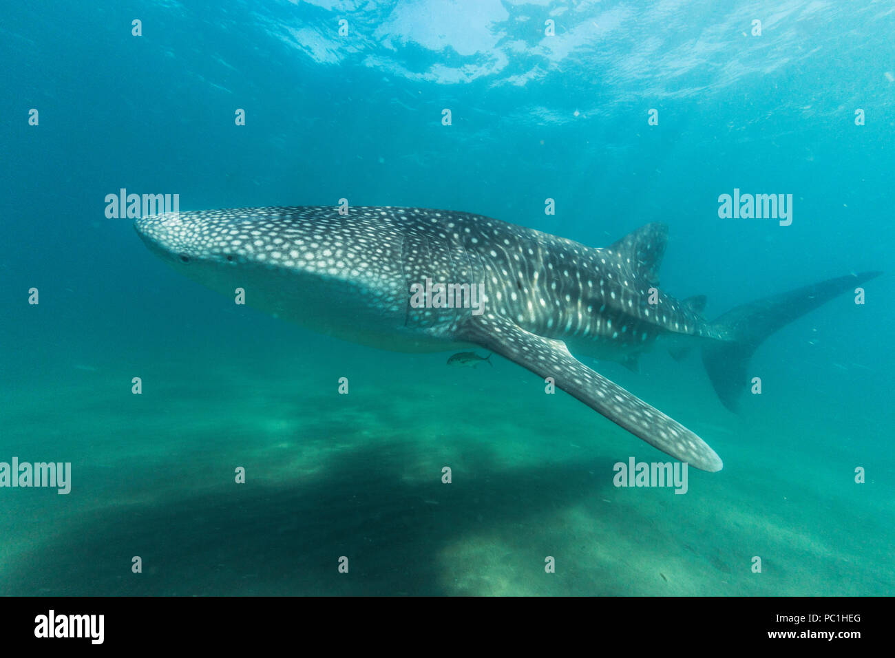 Young whale shark, Rhincodon typus, underwater at El Mogote, Baja California Sur, Mexico. Stock Photo