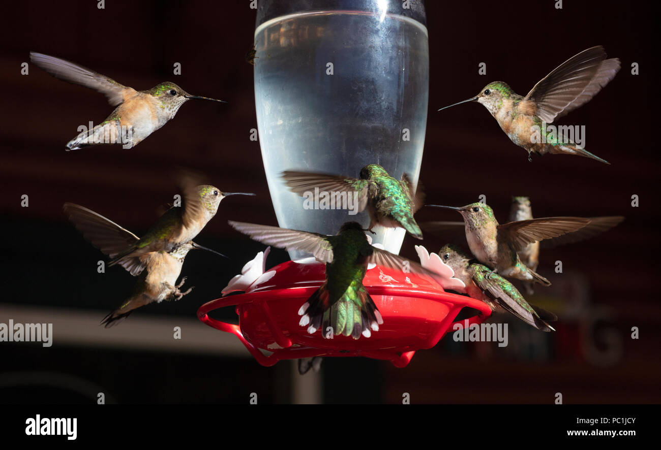 Costa's Hummingbird at Nectar Feeder, Calypte, costae, Arizona Stock Photo