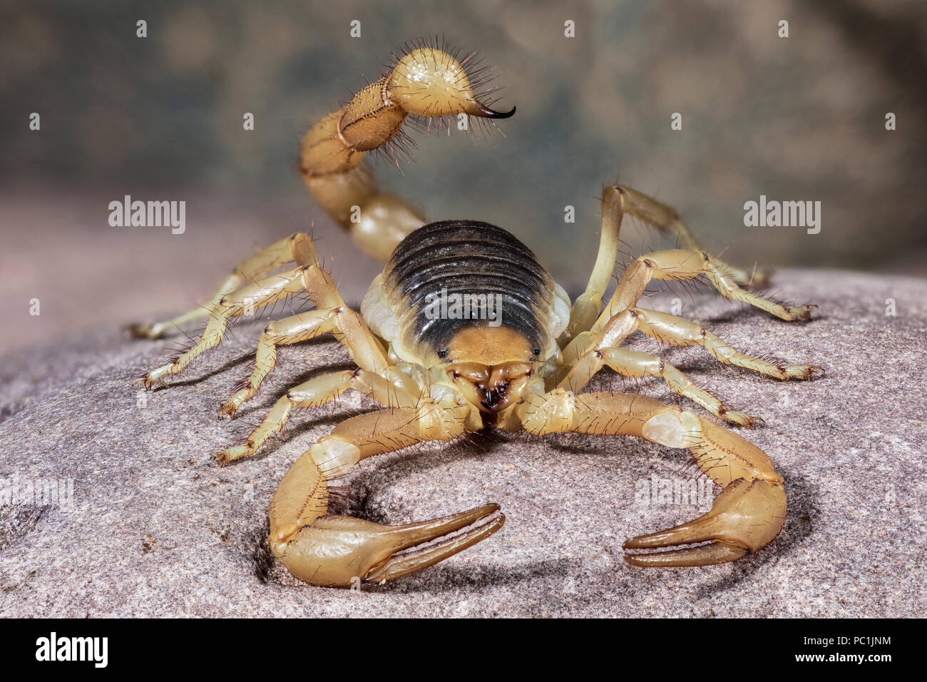 Desert Hairy Scorpion, Hadrurus arizonensis, Arizona Stock Photo