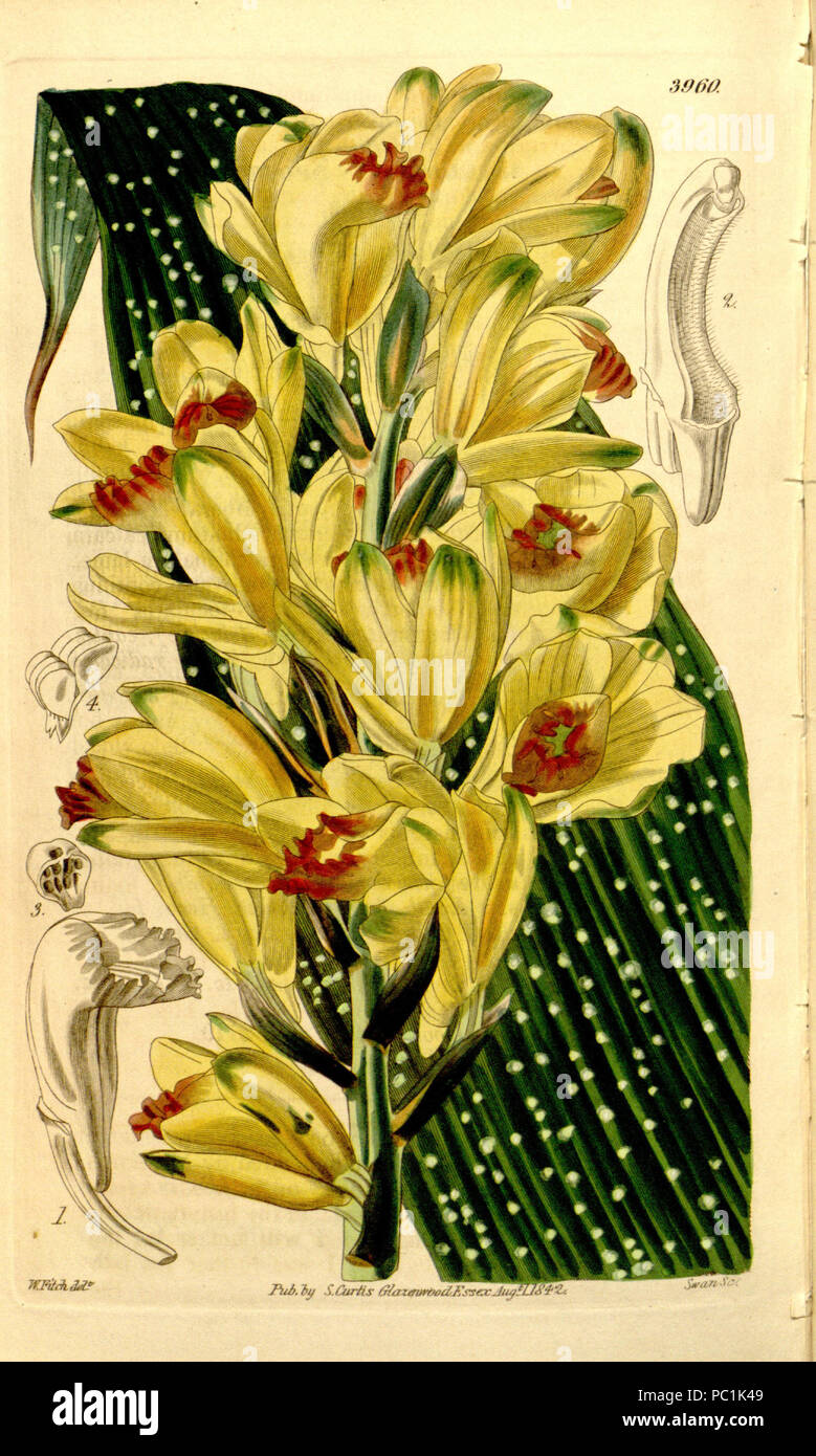 480 Phaius flavus (as Phaius maculatus) - Curtis' 68 (N.S. 15) pl. 3960 (1842) Stock Photo