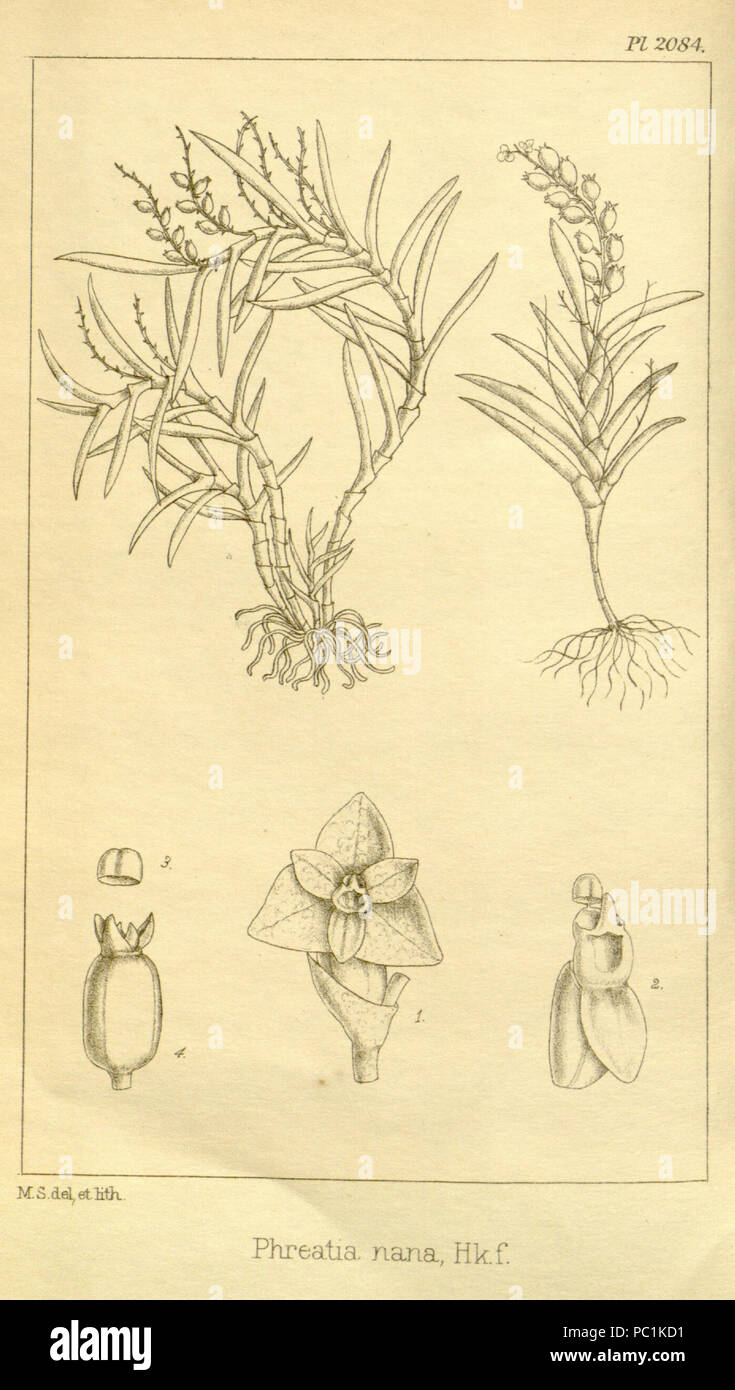 481 Phreatia nana - Hooker's Icones Plantarum vol. 21 pl. 2084 (1892) Stock Photo