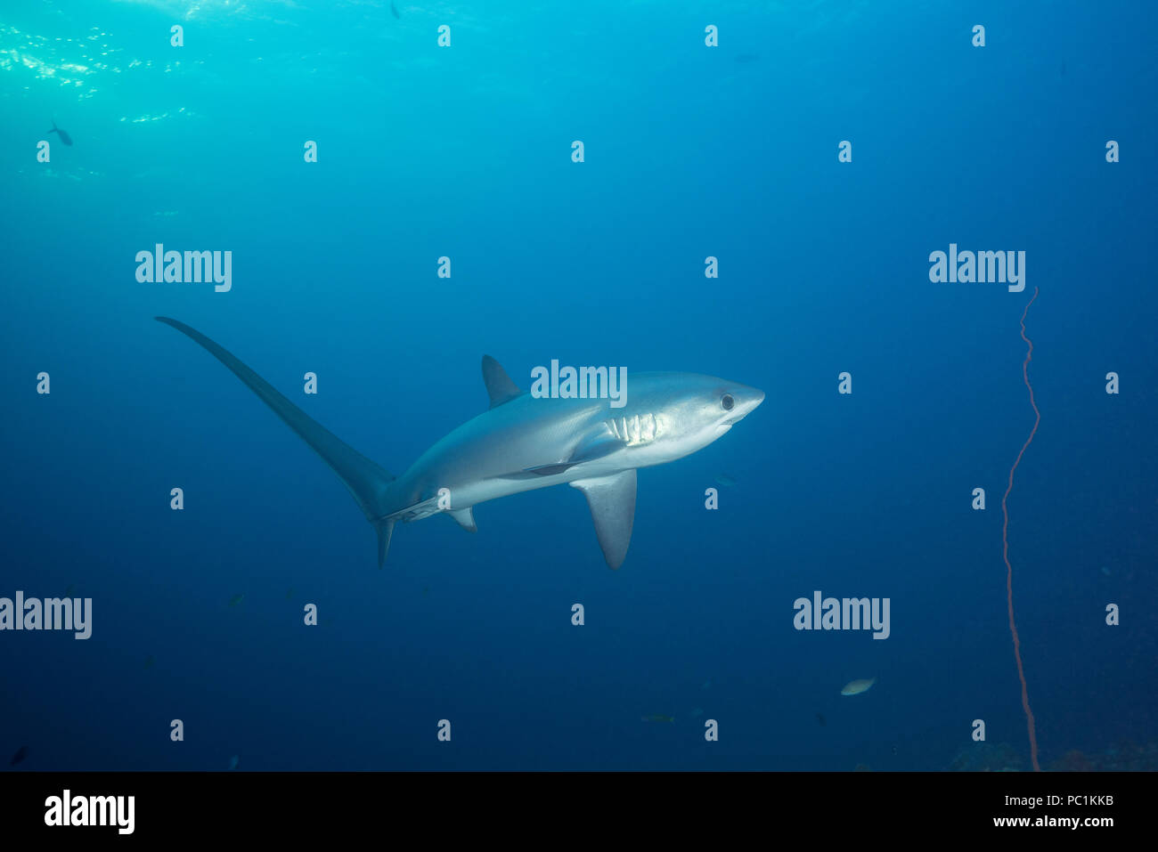 male pelagic thresher shark or fox shark, Alopias pelagicus, Monad Shoal, off Malapascua, Cebu, Philippines ( Visayan Sea, Western Pacific Ocean ) Stock Photo