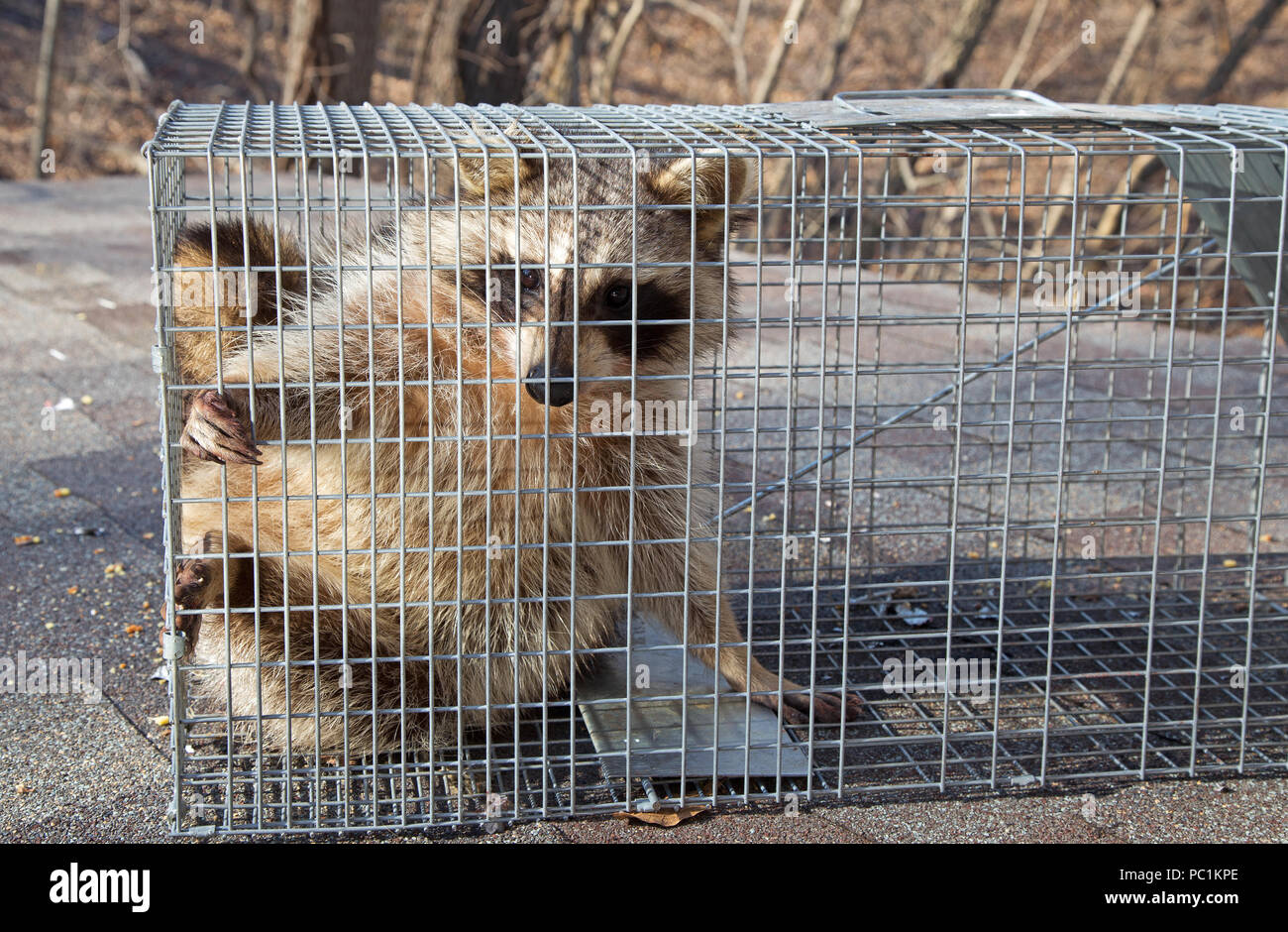 https://c8.alamy.com/comp/PC1KPE/raccoon-procyon-lotor-caught-in-an-animal-trap-PC1KPE.jpg