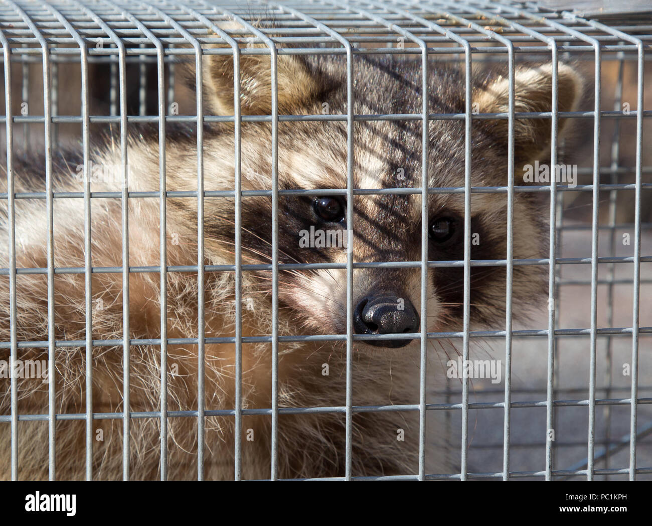 Closeup of a raccoon, Procyon lotor, caught in an animal trap looking