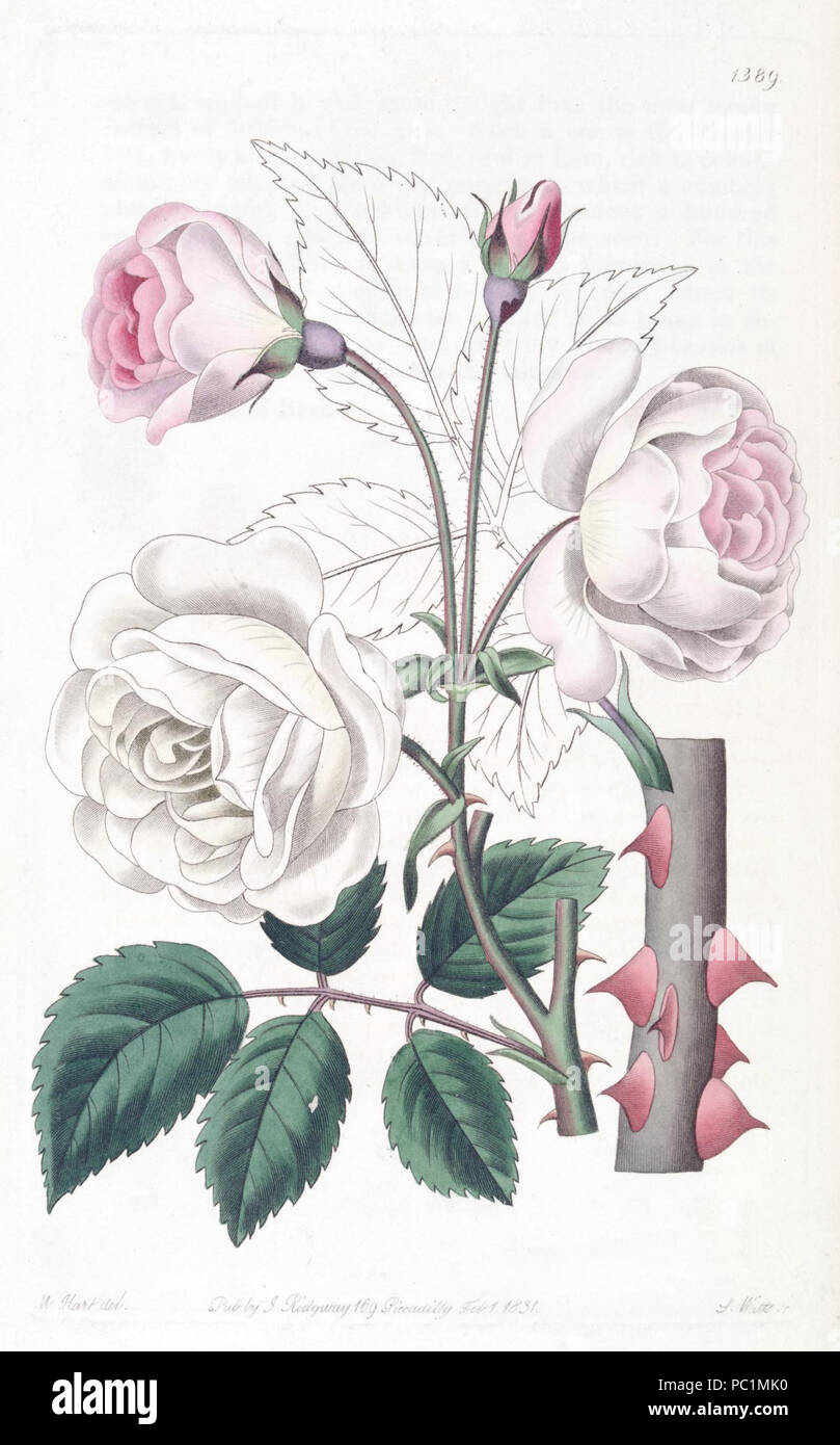 Rosa historical hi-res stock photography and images - Alamy