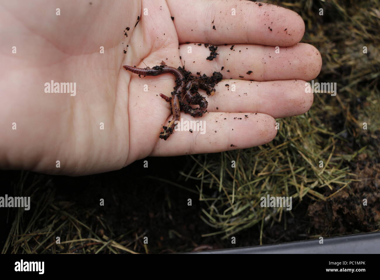 Earth worms known as red wigglers in a mans hand. these worms are used