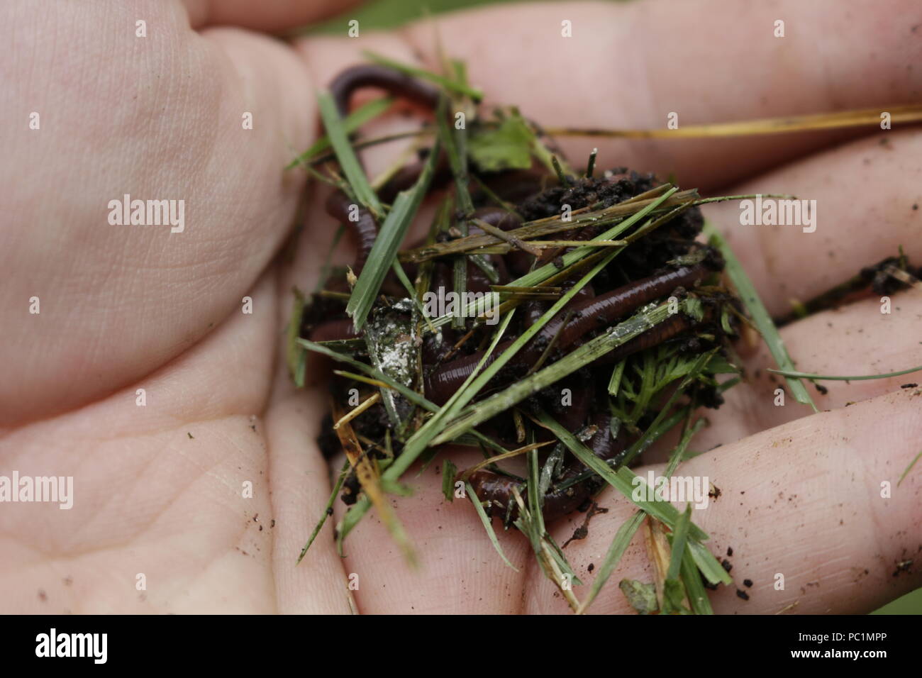 Earth worms known as red wigglers in a mans hand. these worms are used