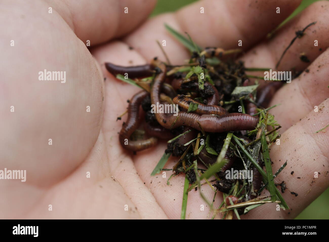 Earth worms known as red wigglers in a mans hand. these worms are used for bait and to compost organic waste. Stock Photo