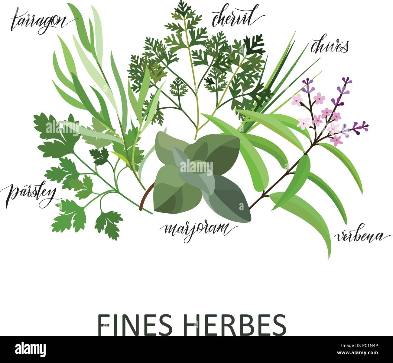 Fines Herbes set. Hand written names. Aromatic cooking herbs Stock Vector
