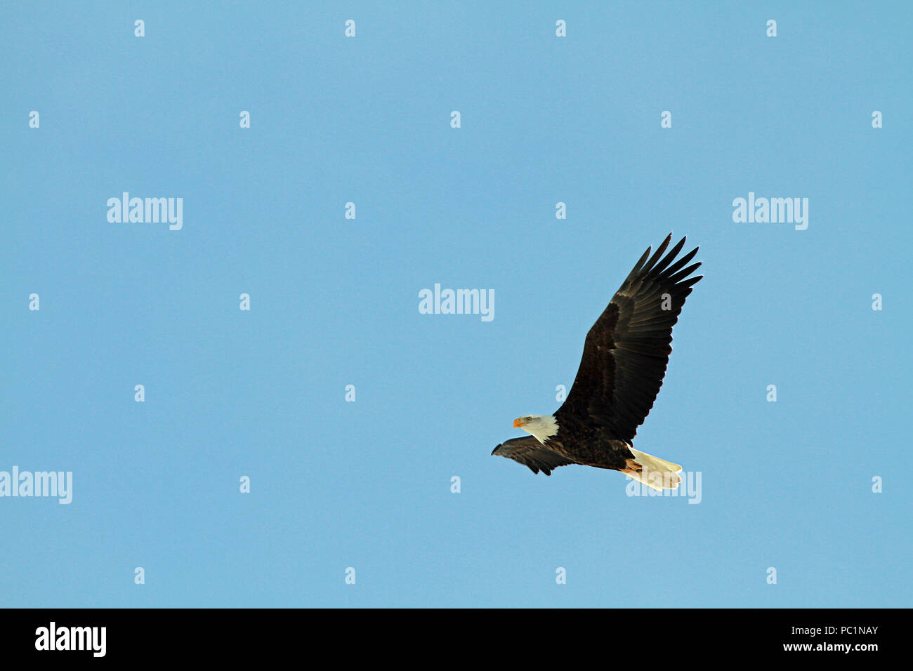 A bald eagle flying through the sky on a clear blue winter day Stock Photo