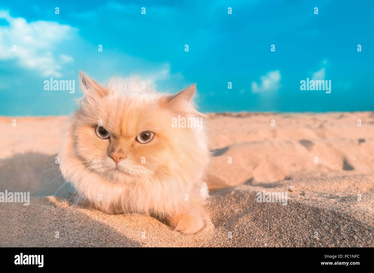 persian cat sand